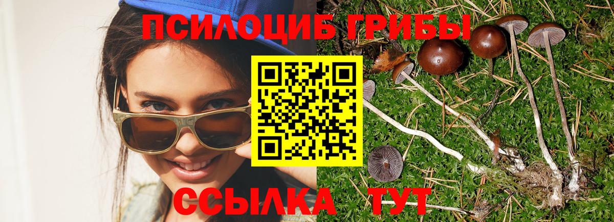 Десногорск  Псилоцибиновые грибы Psilocybine cubensis  Вход с VPN 